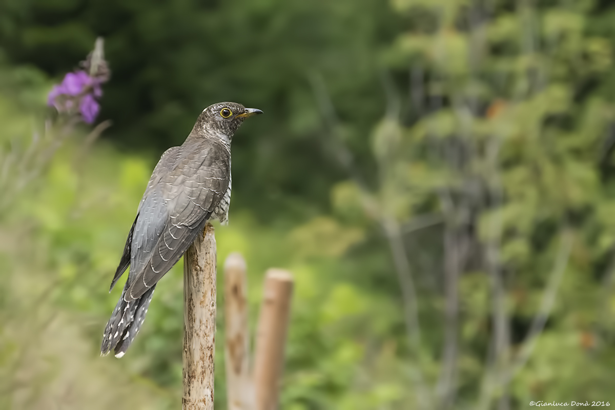 Cuculus canorus Linnaeus, 1758