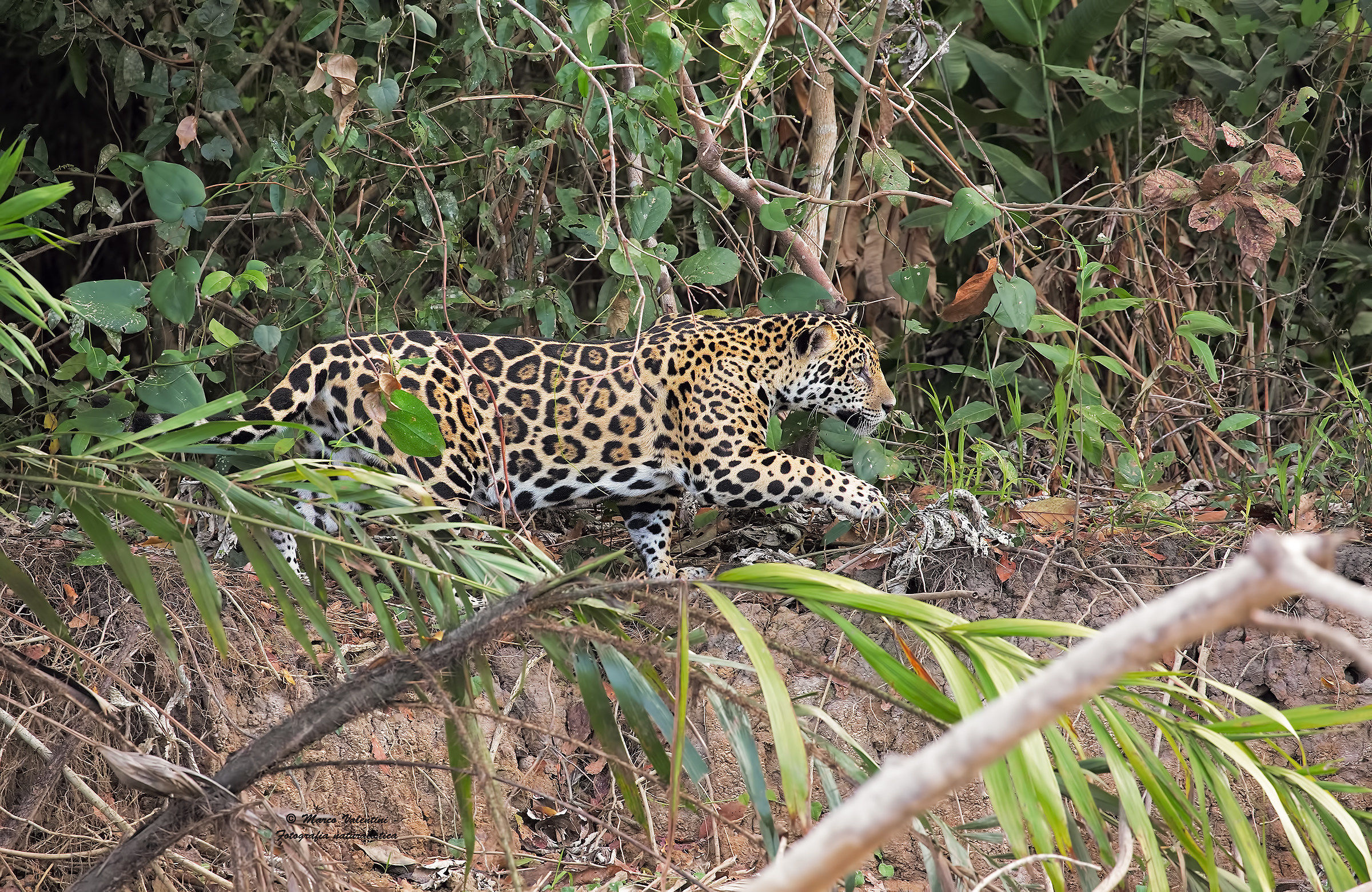 The passage of the jaguar