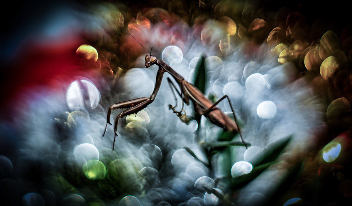 Mantis Dream (2)