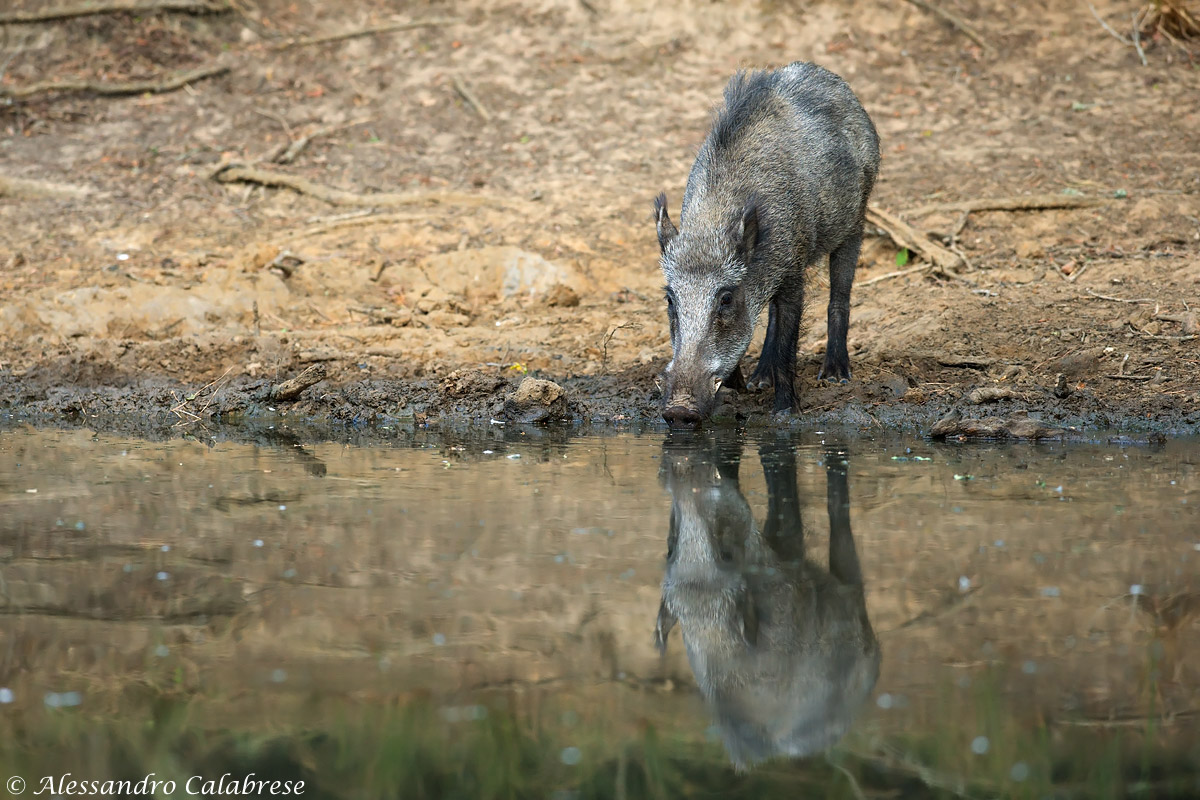 boar all'abbeverata