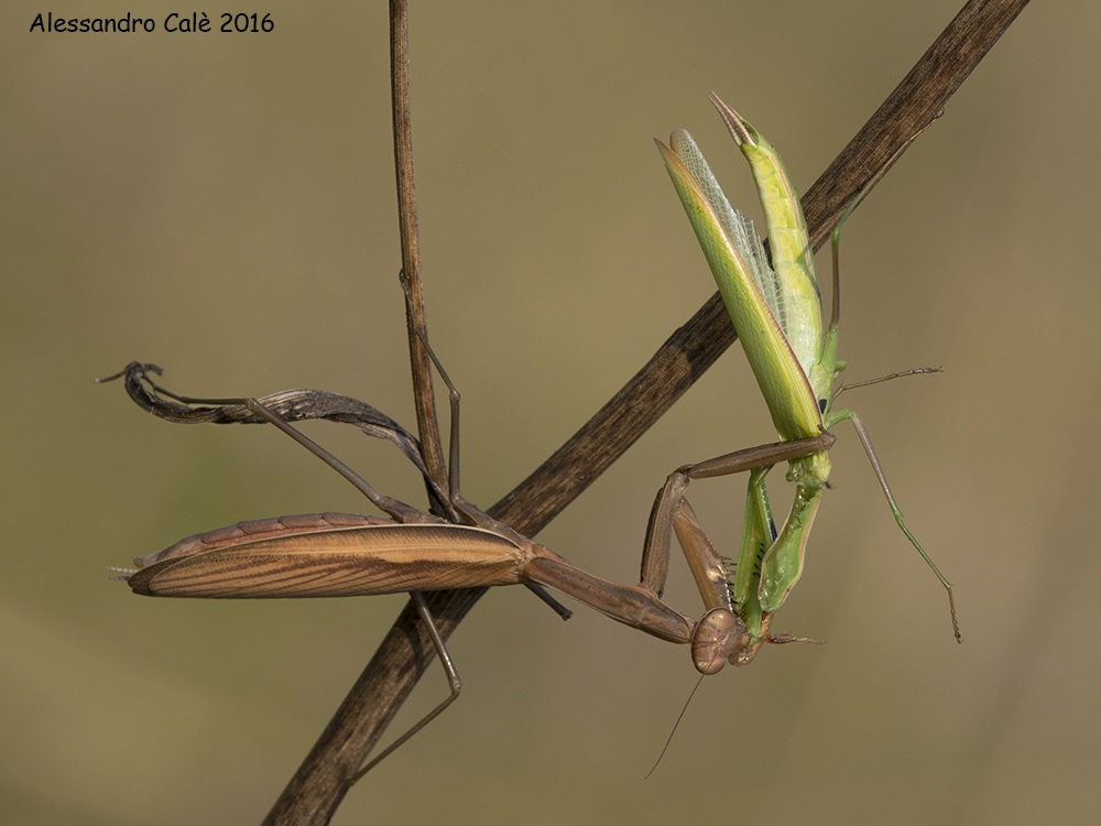 religious mantis (Mantis) 8582