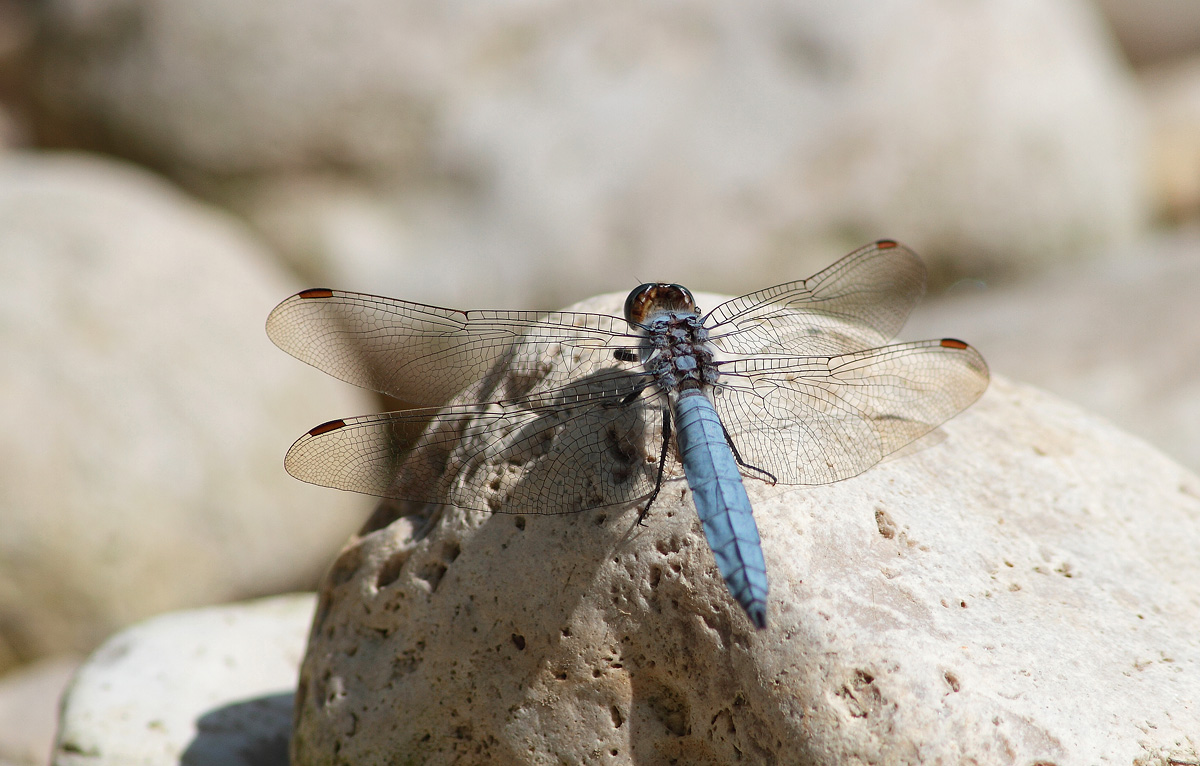 Libellula