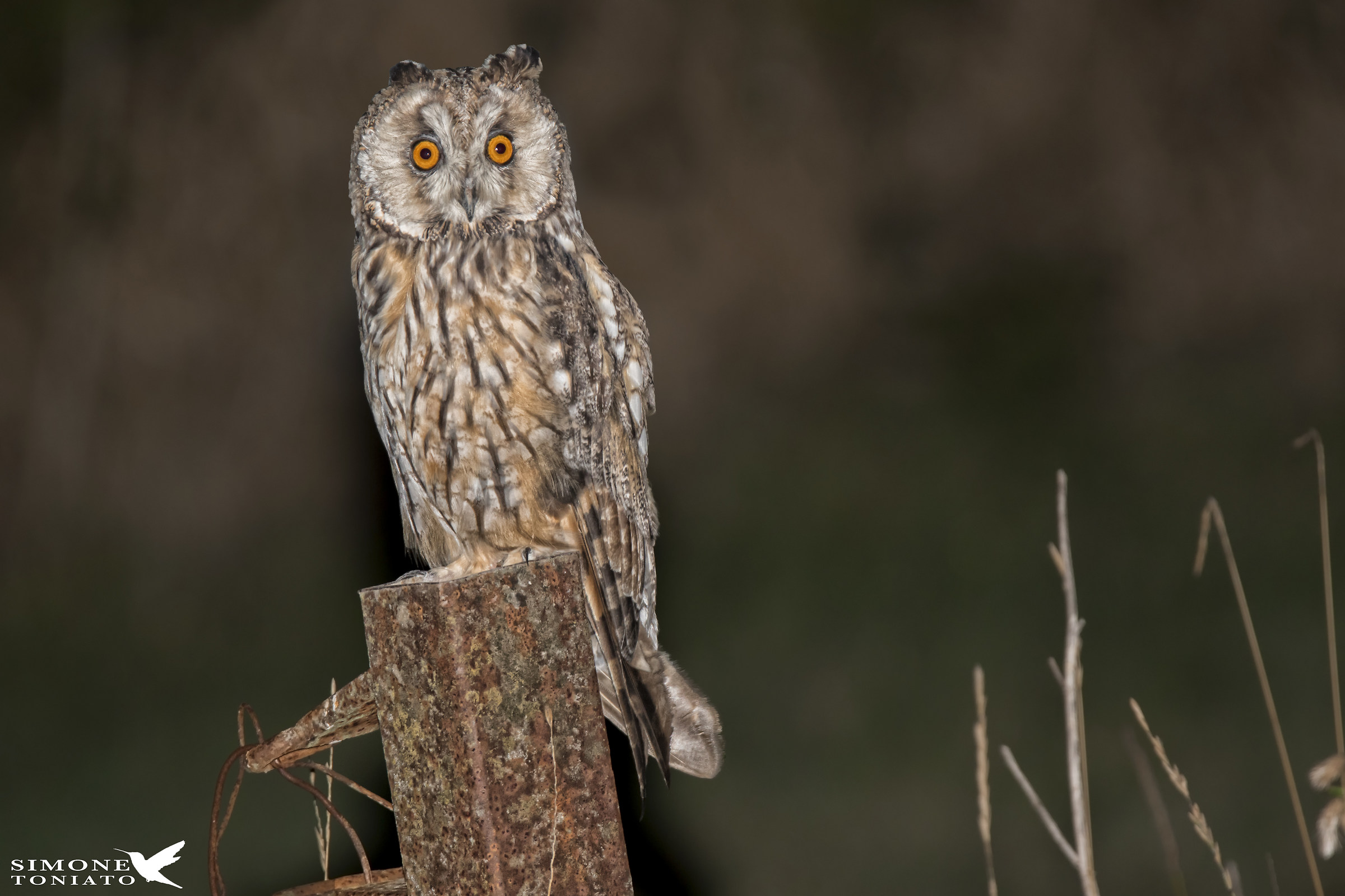 Gufo comune Asio Otus