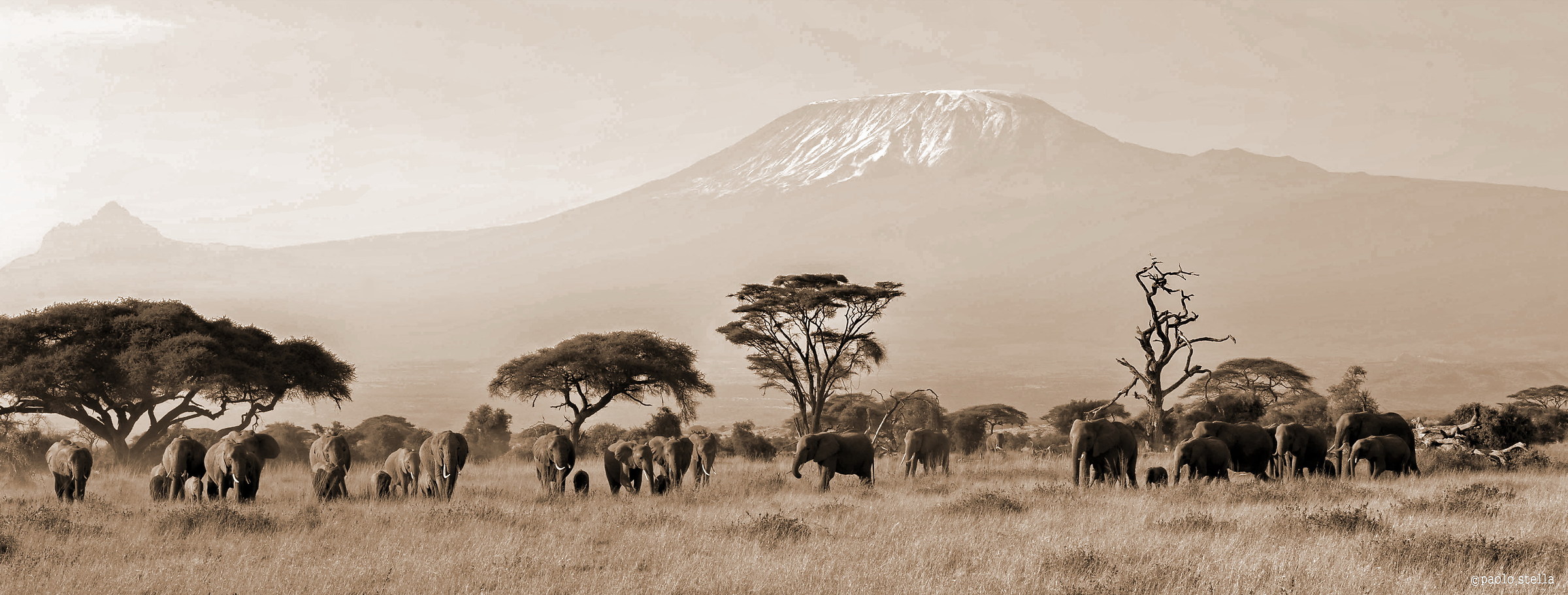 gli elefanti dell' Amboseli