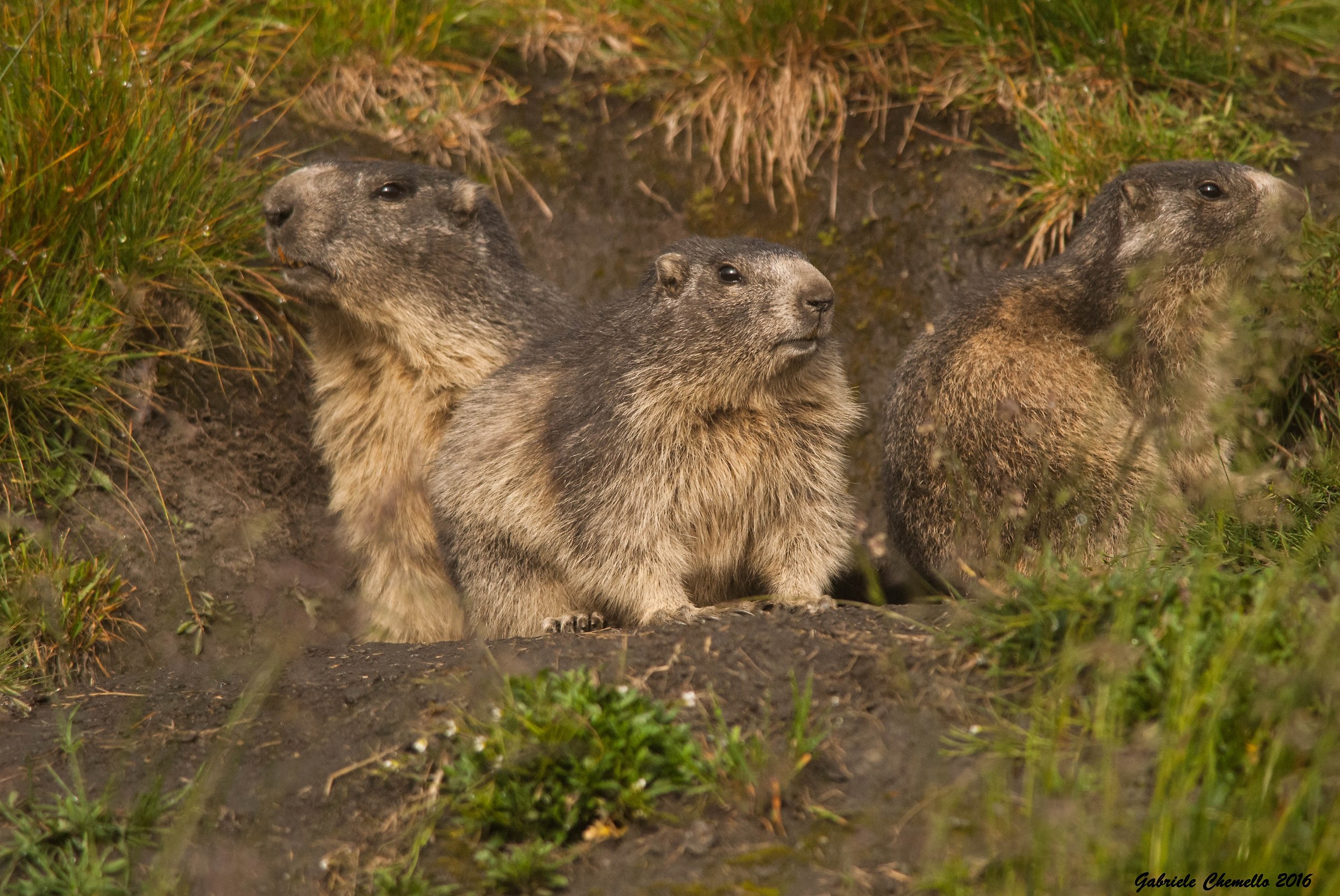 Bad weather ... you stay home!