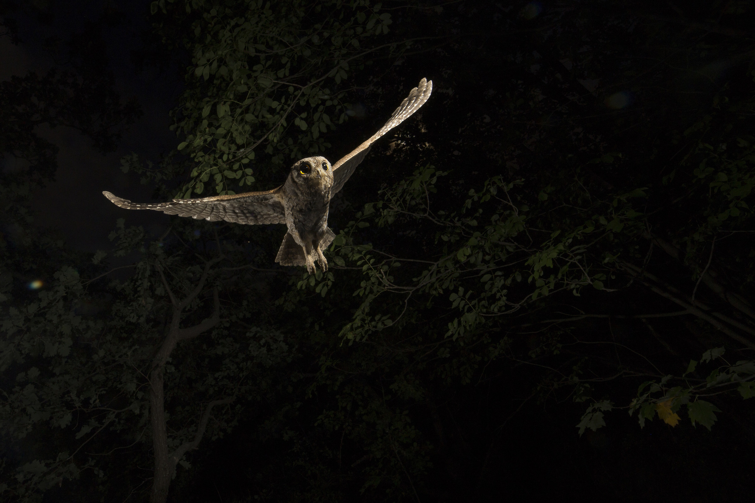 The flight dell'assiolo