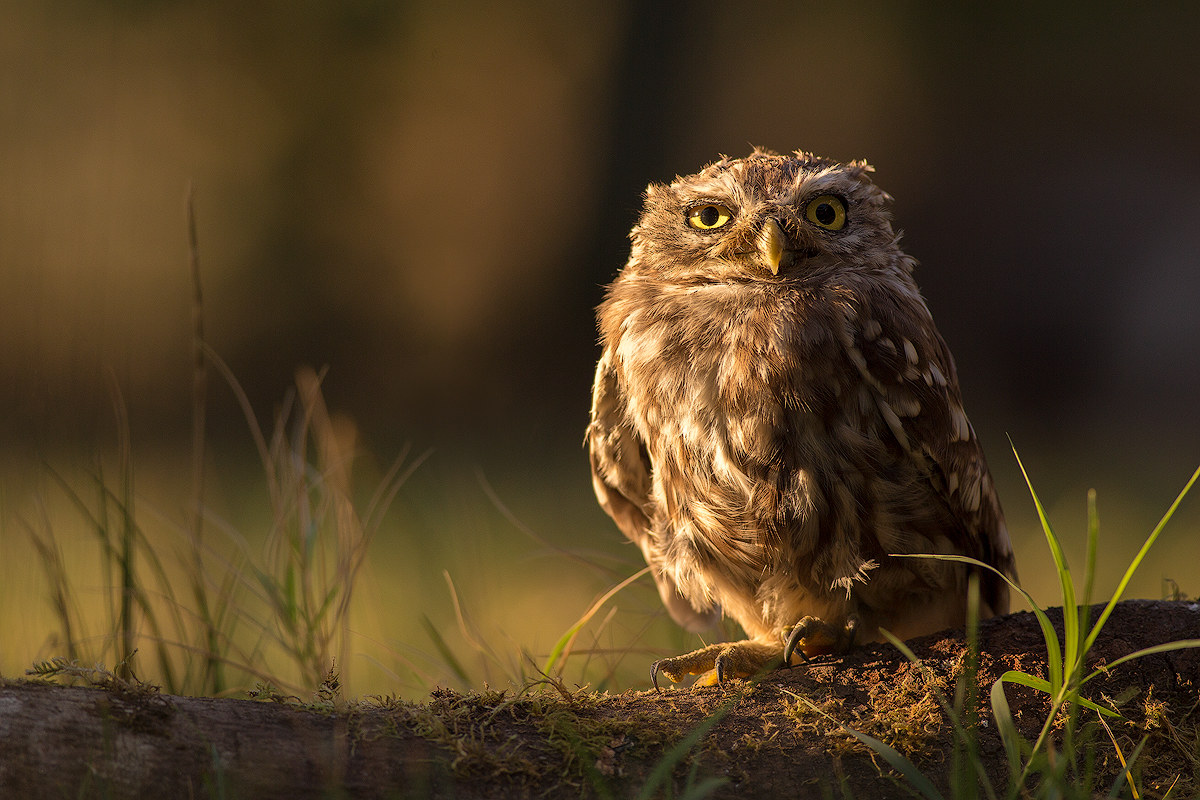 Piccola civetta salvata