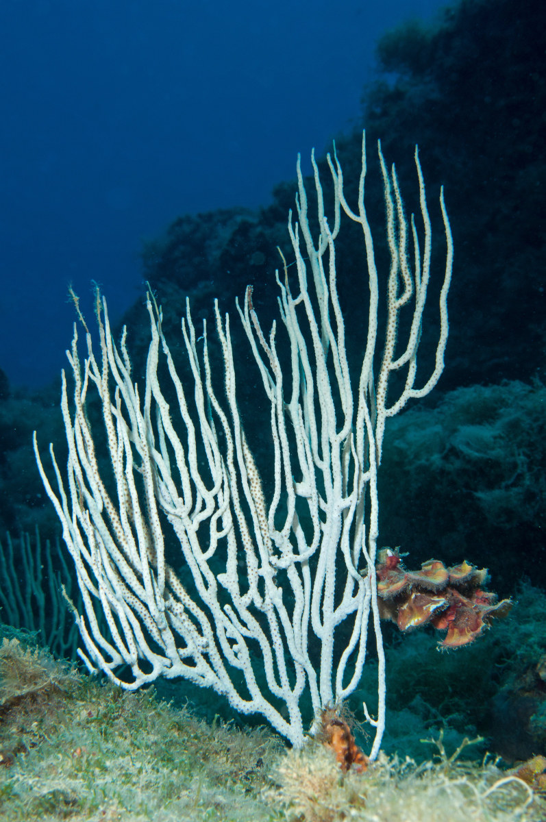 gorgonian