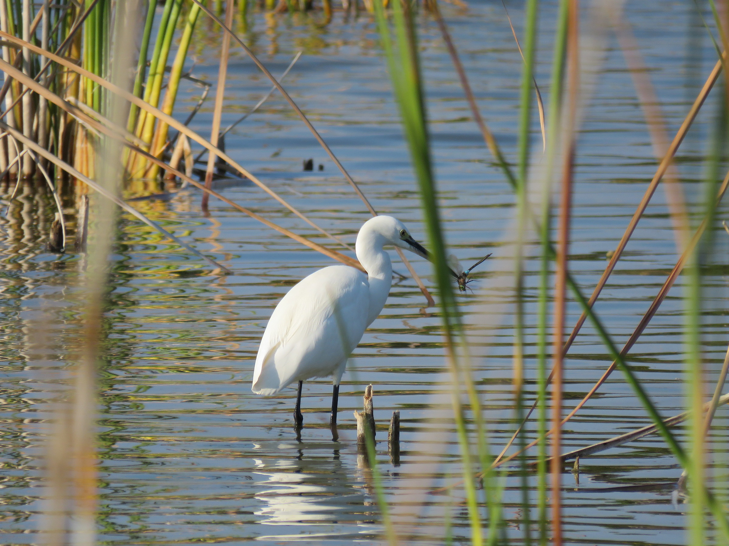 egret catching Emperor Dragonfly