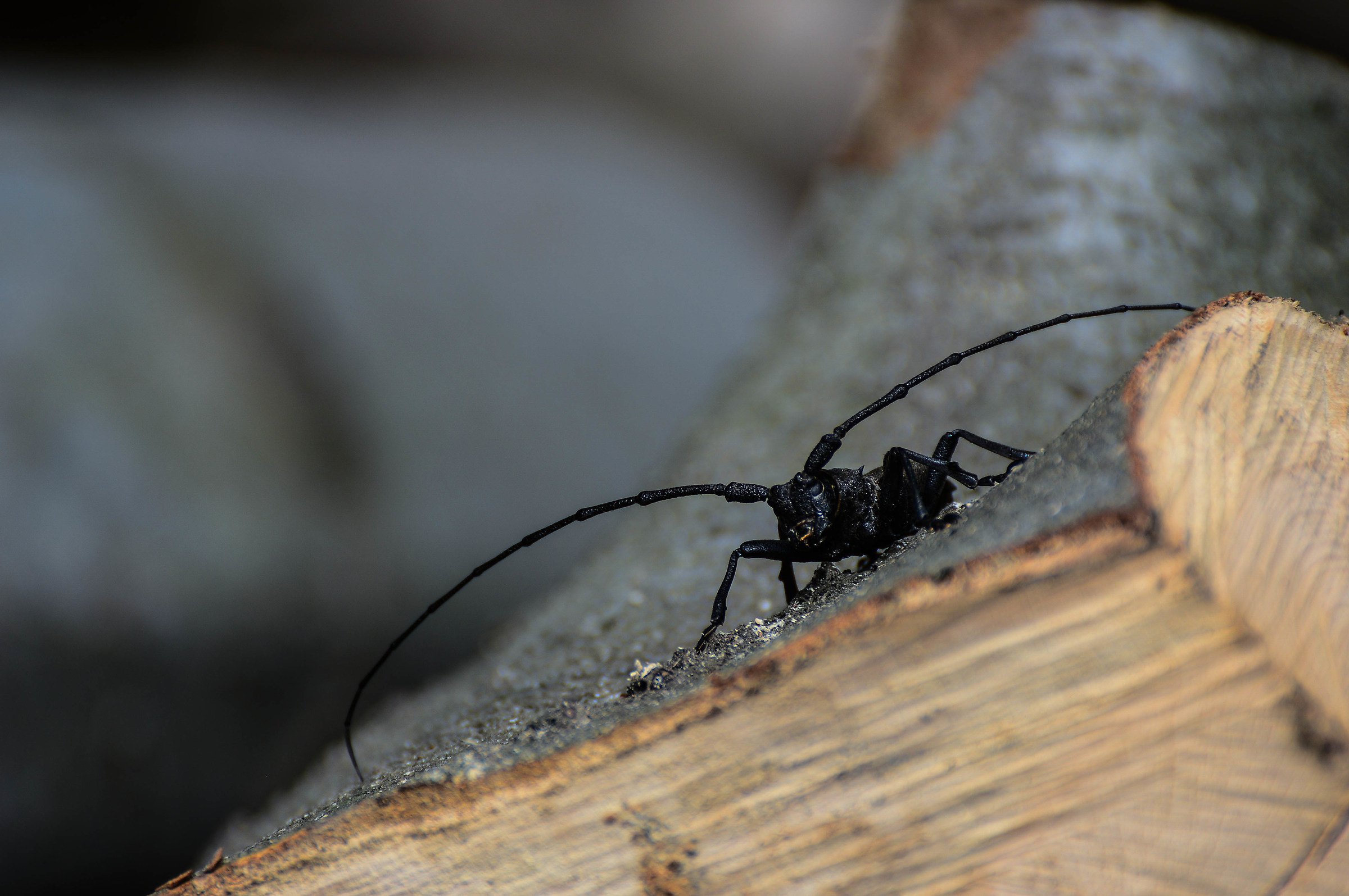 Morimus asper asper - longhorn beetle