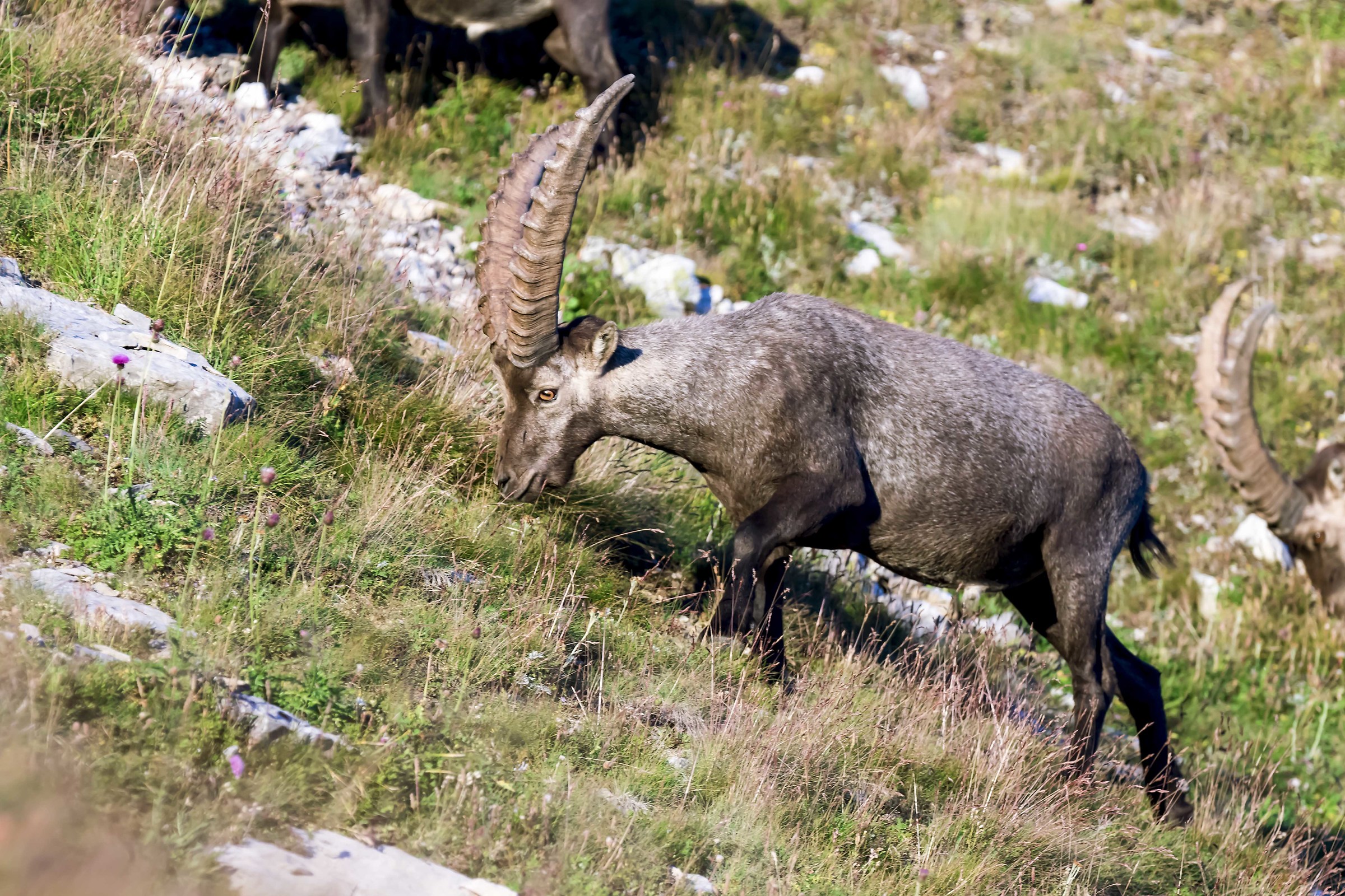 Ibex