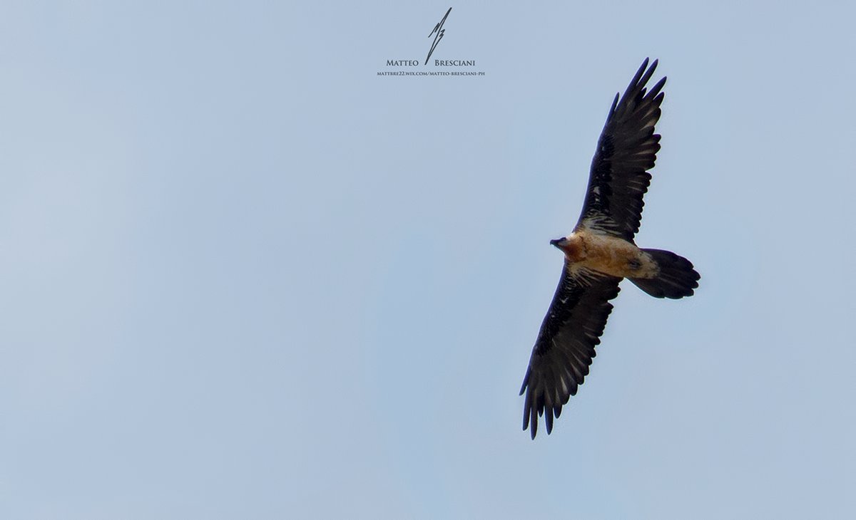 Bearded Vulture