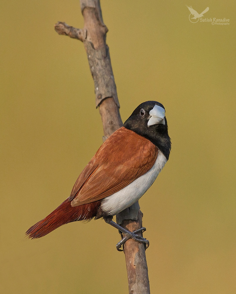 Black-headed Munia.