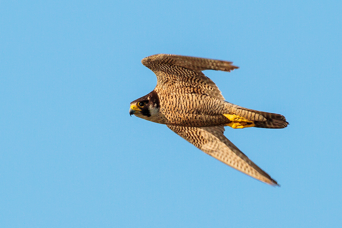 Peregrine Falcon (Falco peregrinus)