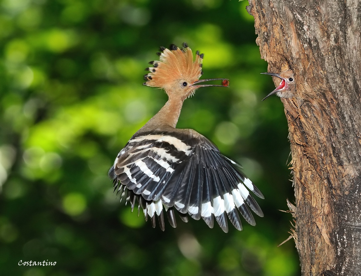 Upupa  (Upupa Epops)