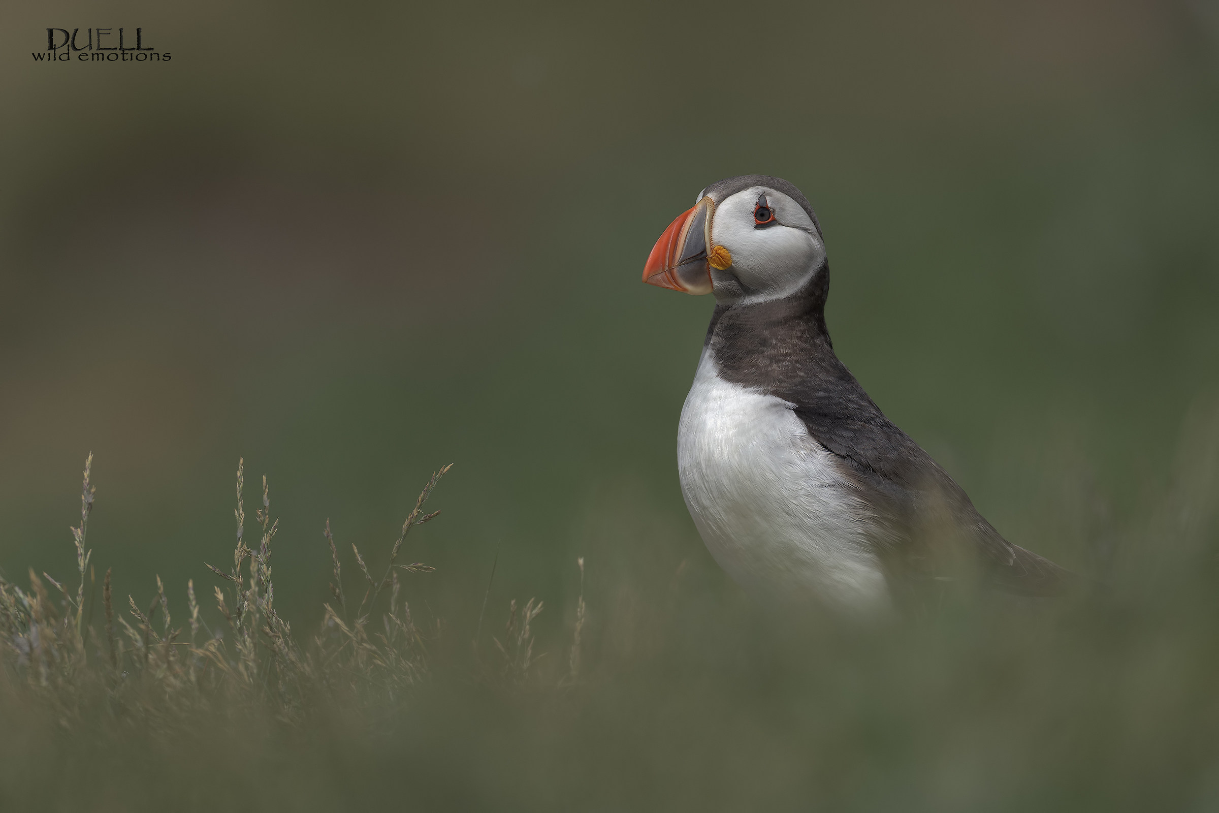 fuoco selettivo sul puffin