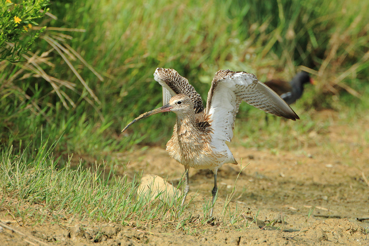 Curlew