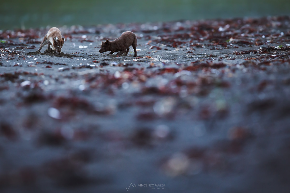 Islanda: Volpi artiche in cerca di cibo sulla spiaggia
