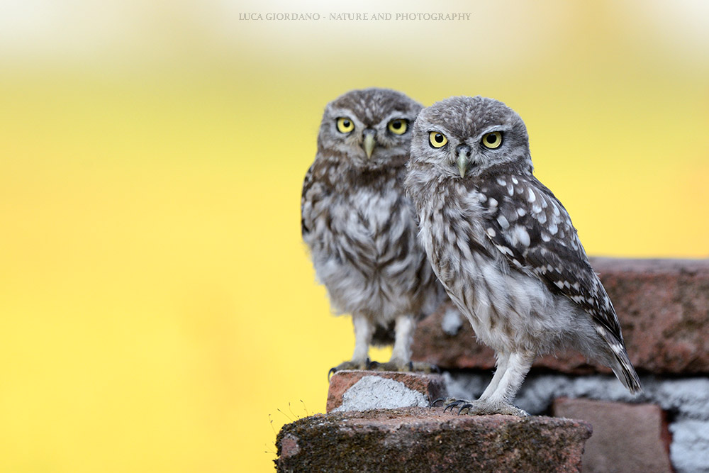 Owl - Little owl
