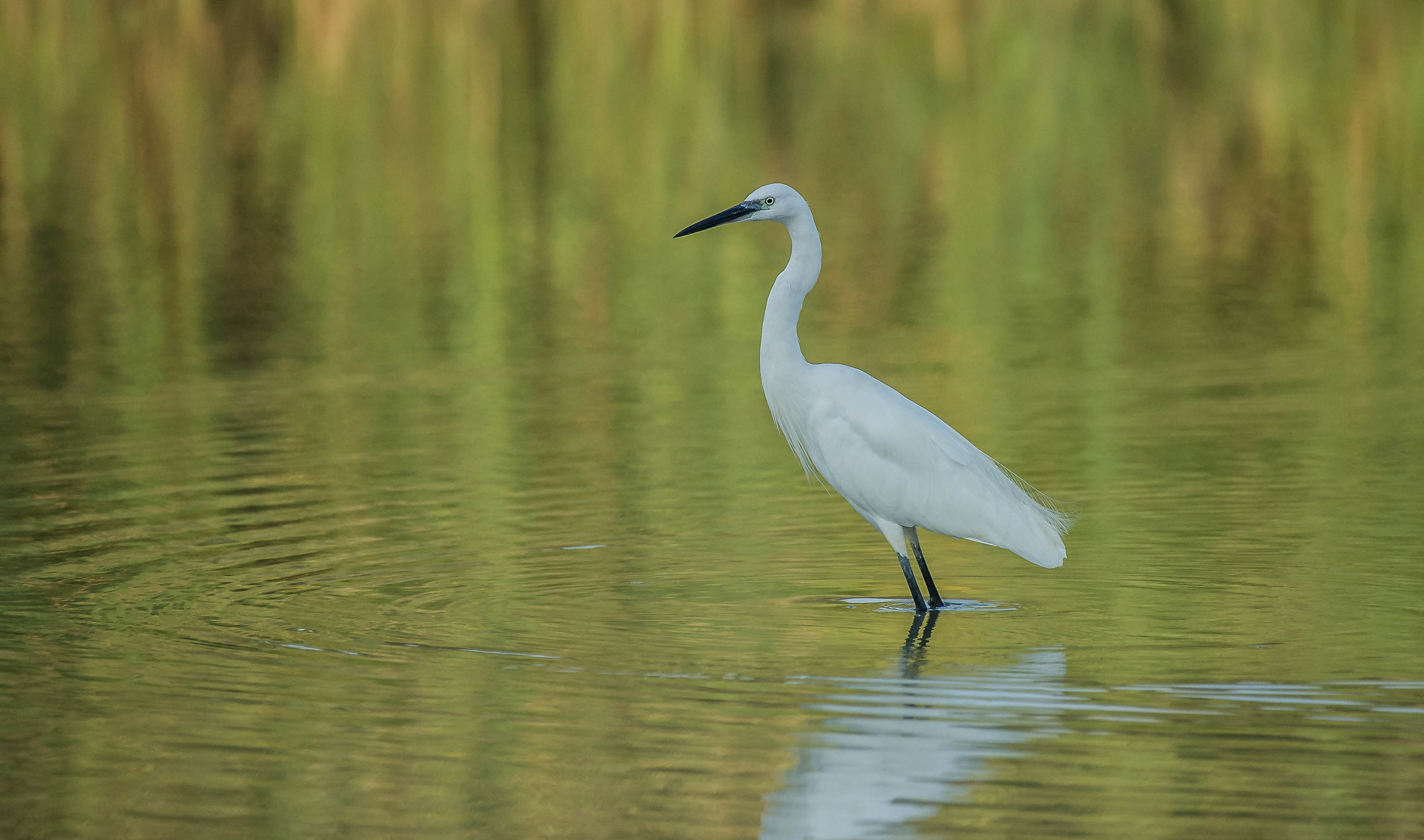 egret