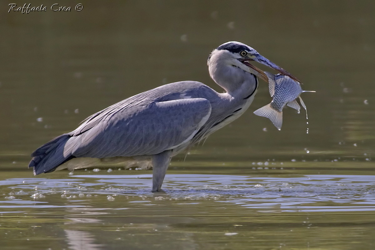 Grey Heron with prey