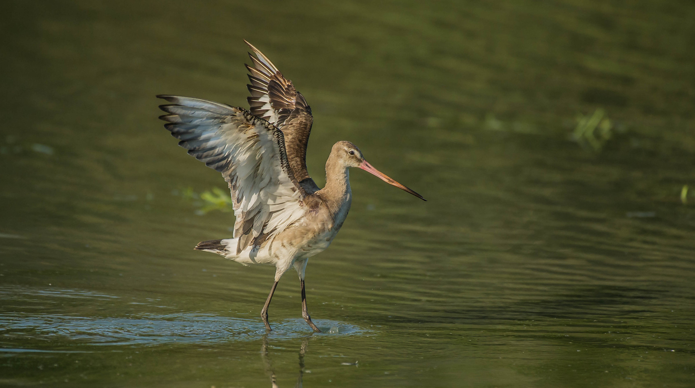 godwit less