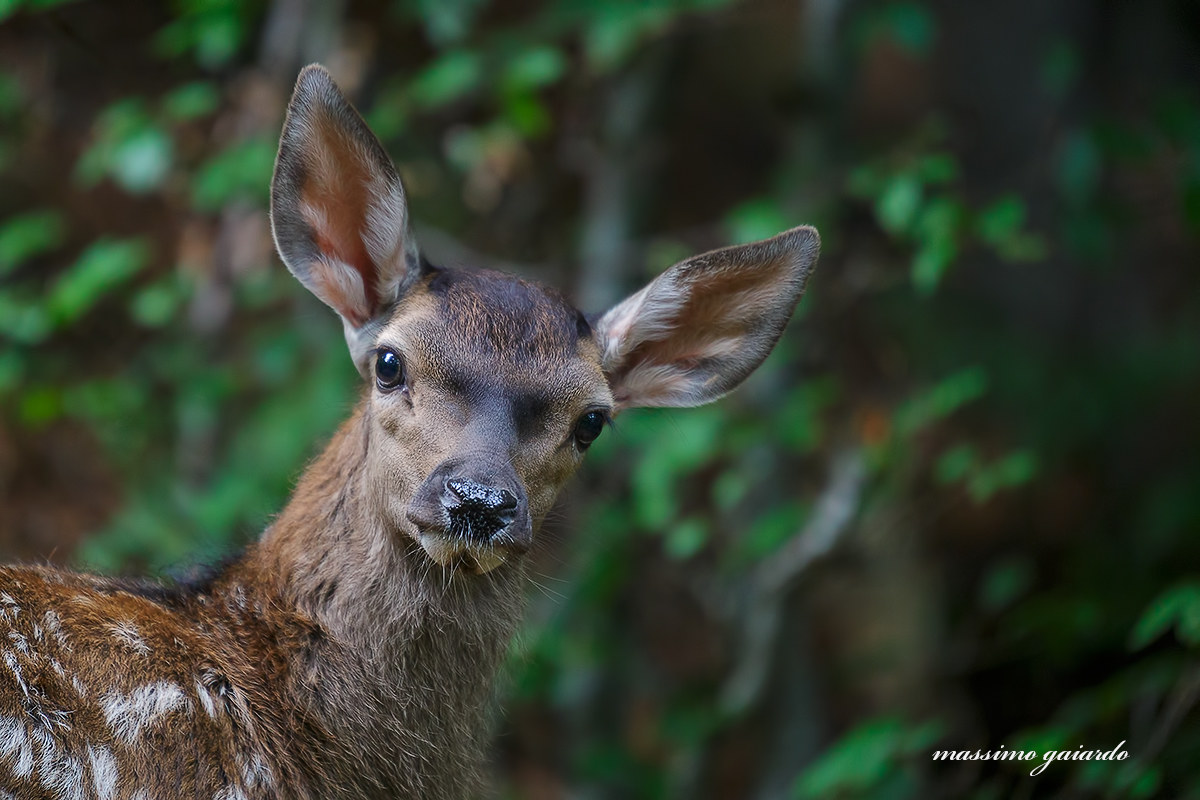 Special meeting with a small deer! : =)