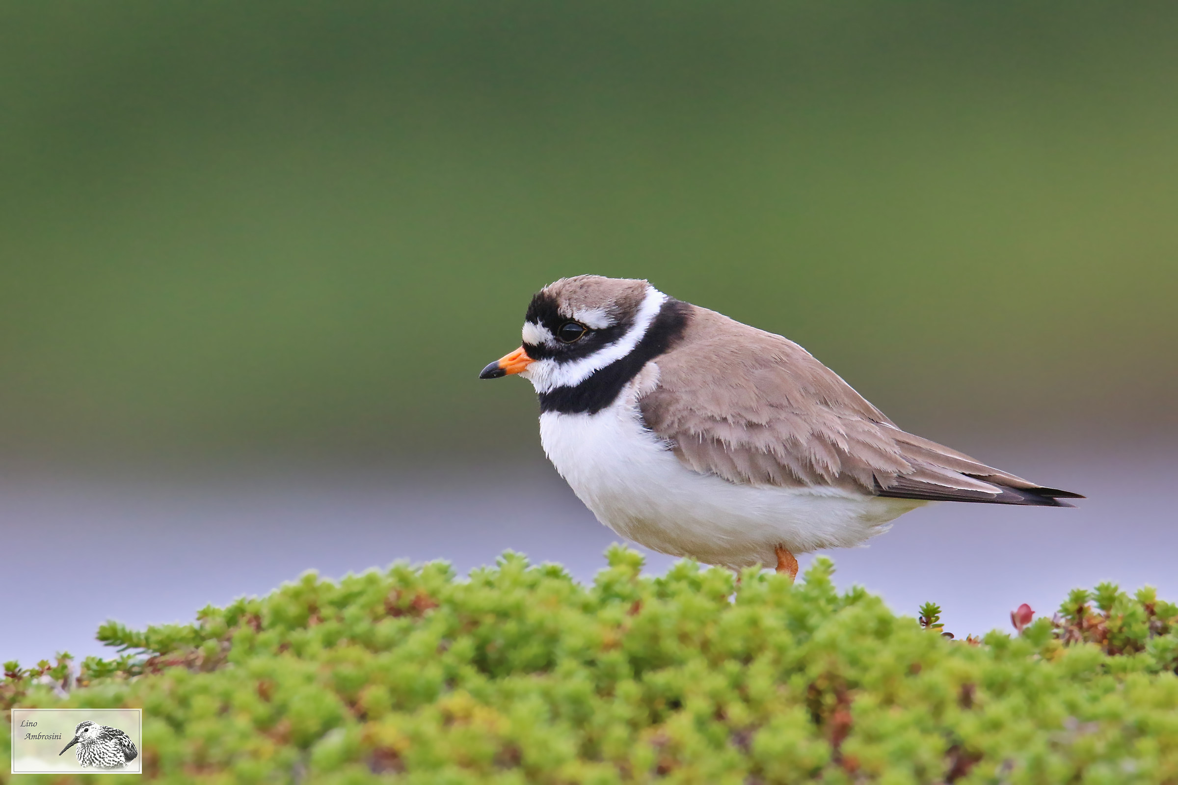 Ringed Plover