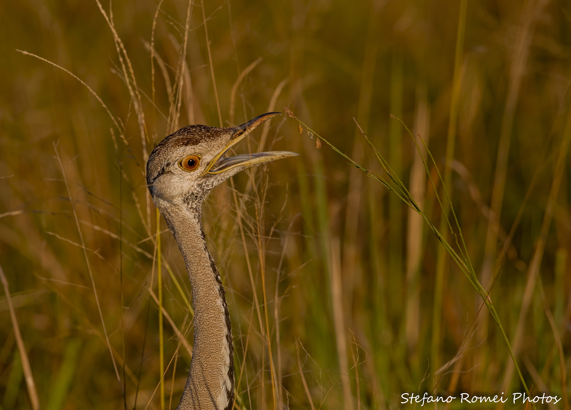 don't walk on the grass....