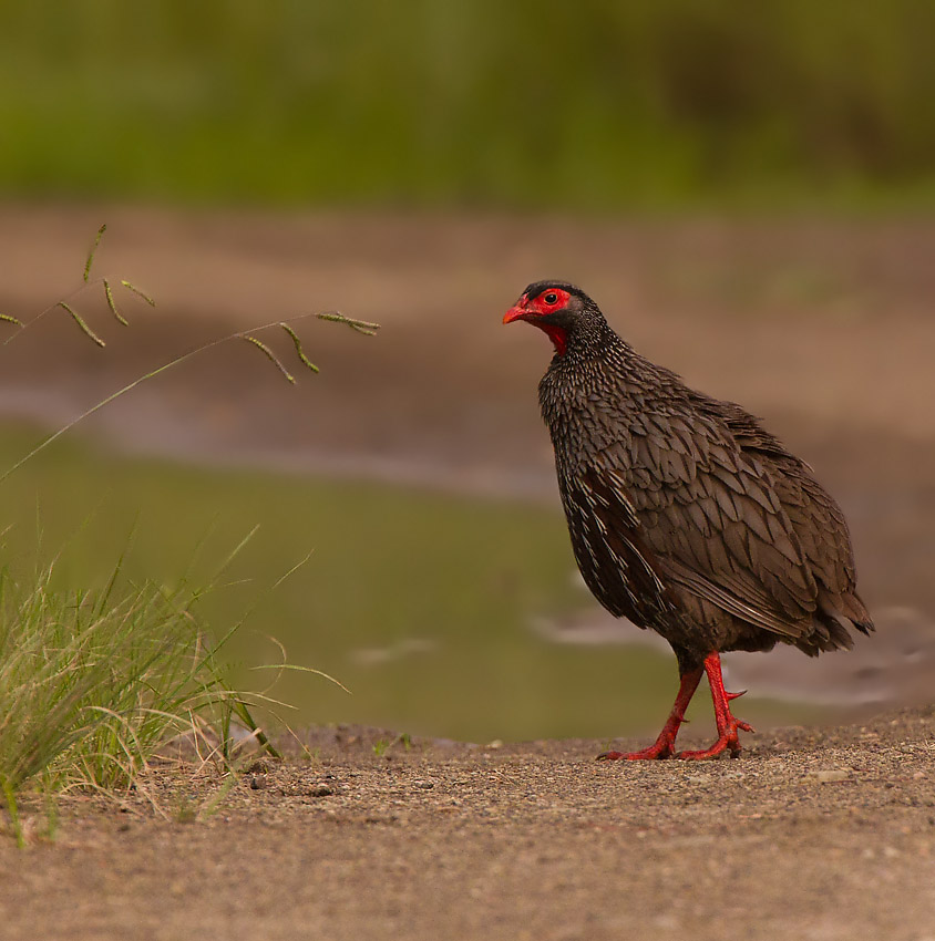 Swainsons Francolin