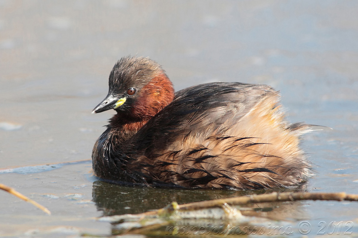 Little Grebe (Tachybaptus ruficollis)