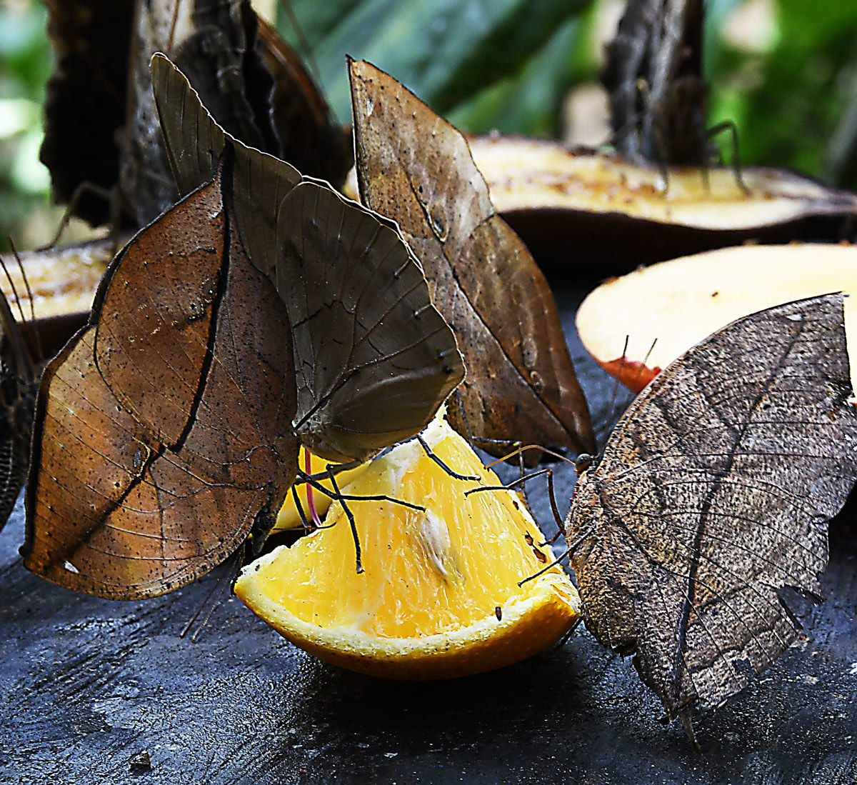 Foglie all' Arancia?