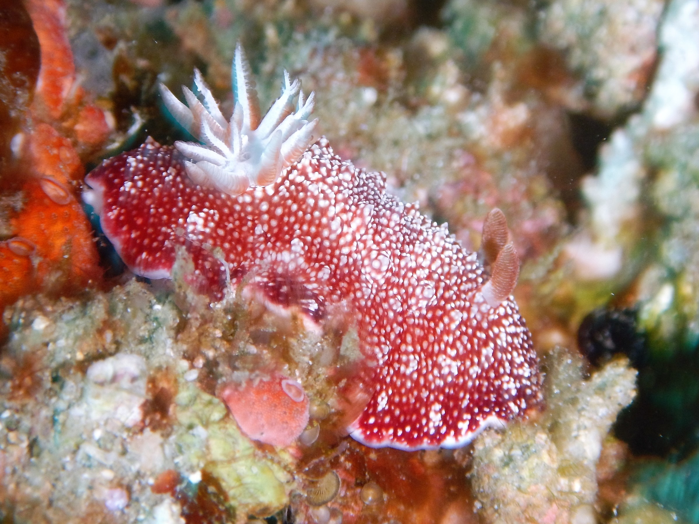 Nudibranch in Bali