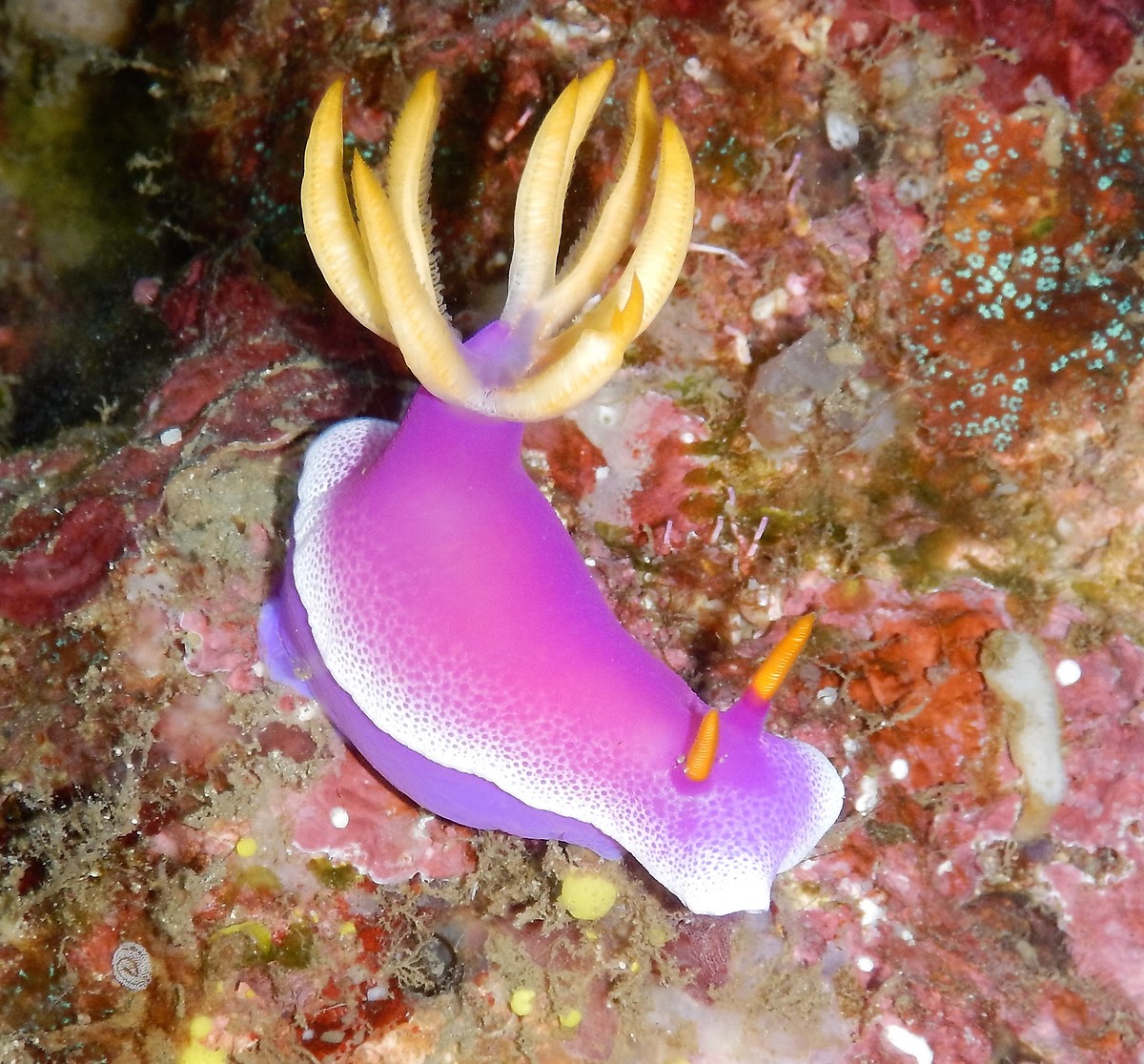 Nudibranch in Bali
