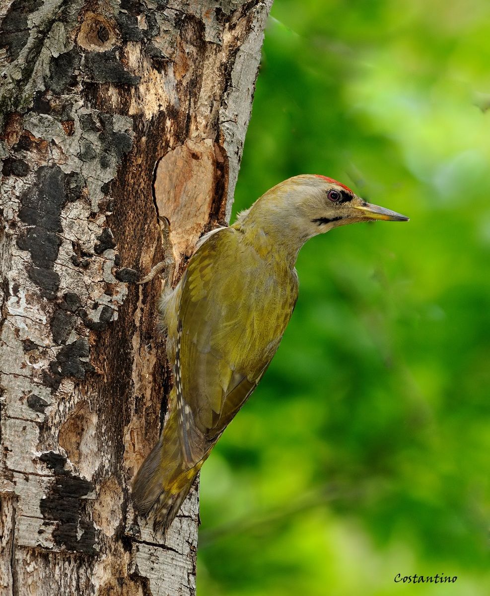 Picchio cenerino (Picus canus )