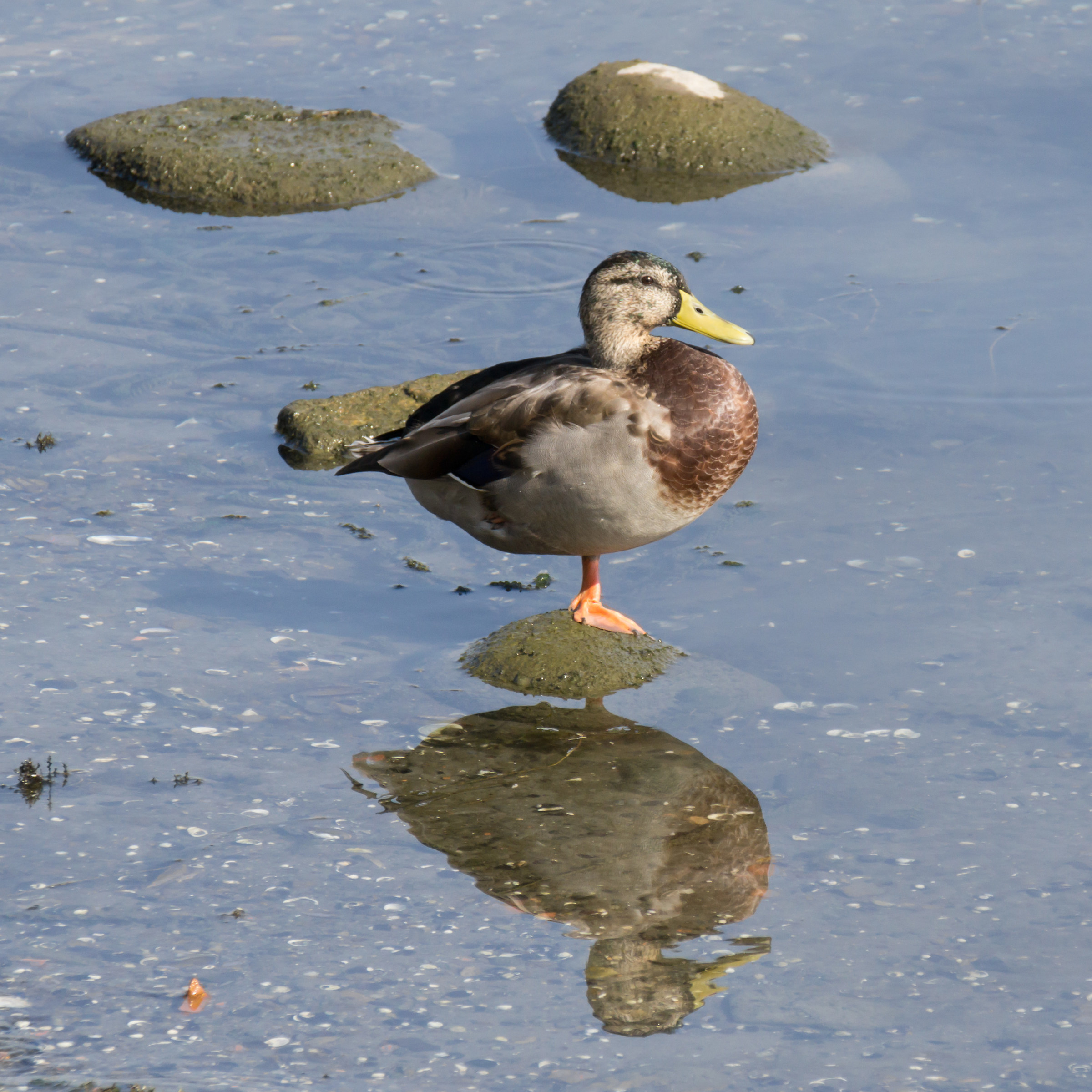 Giovane femmina di germano
