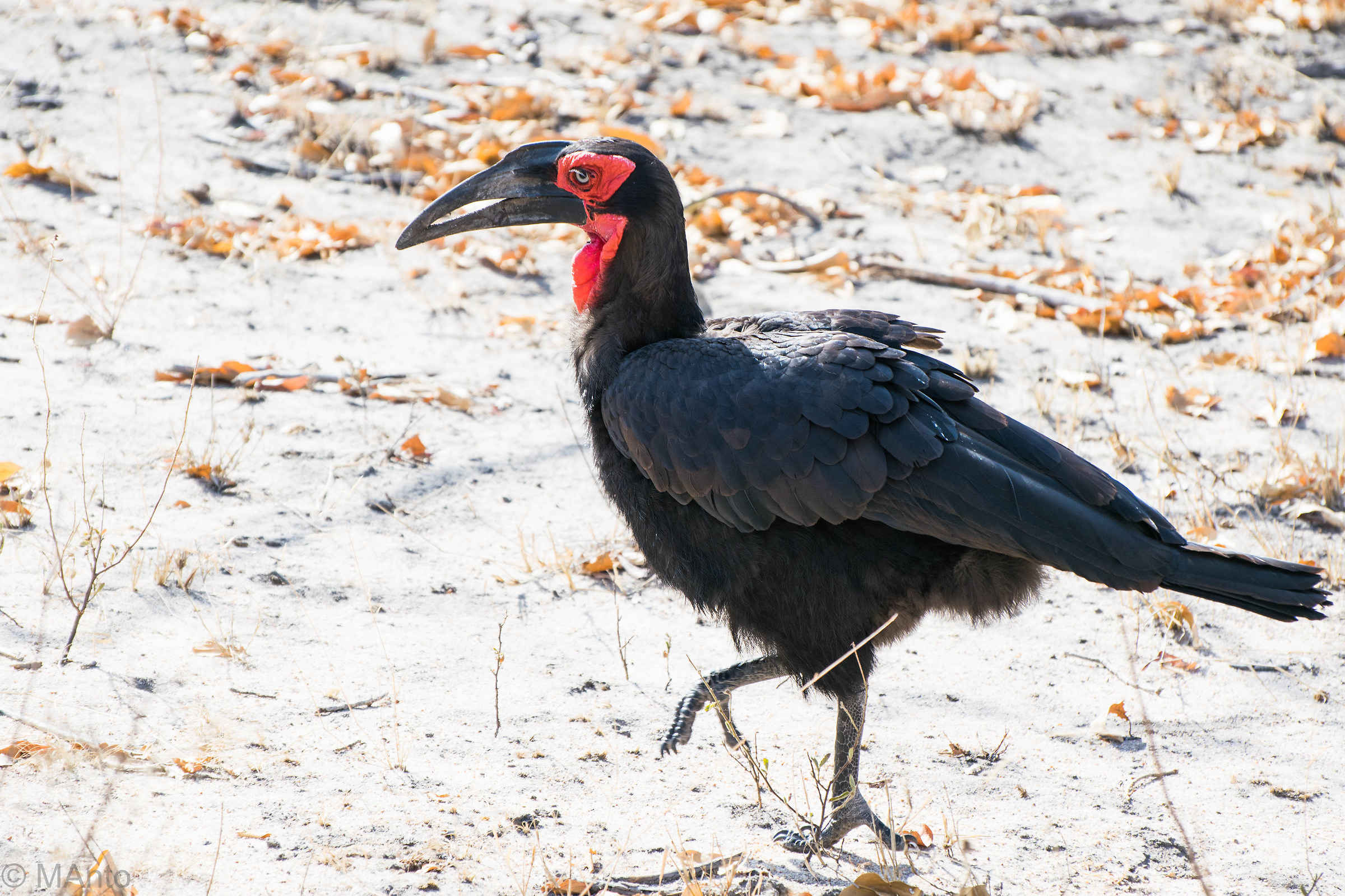 Ground Hornbill