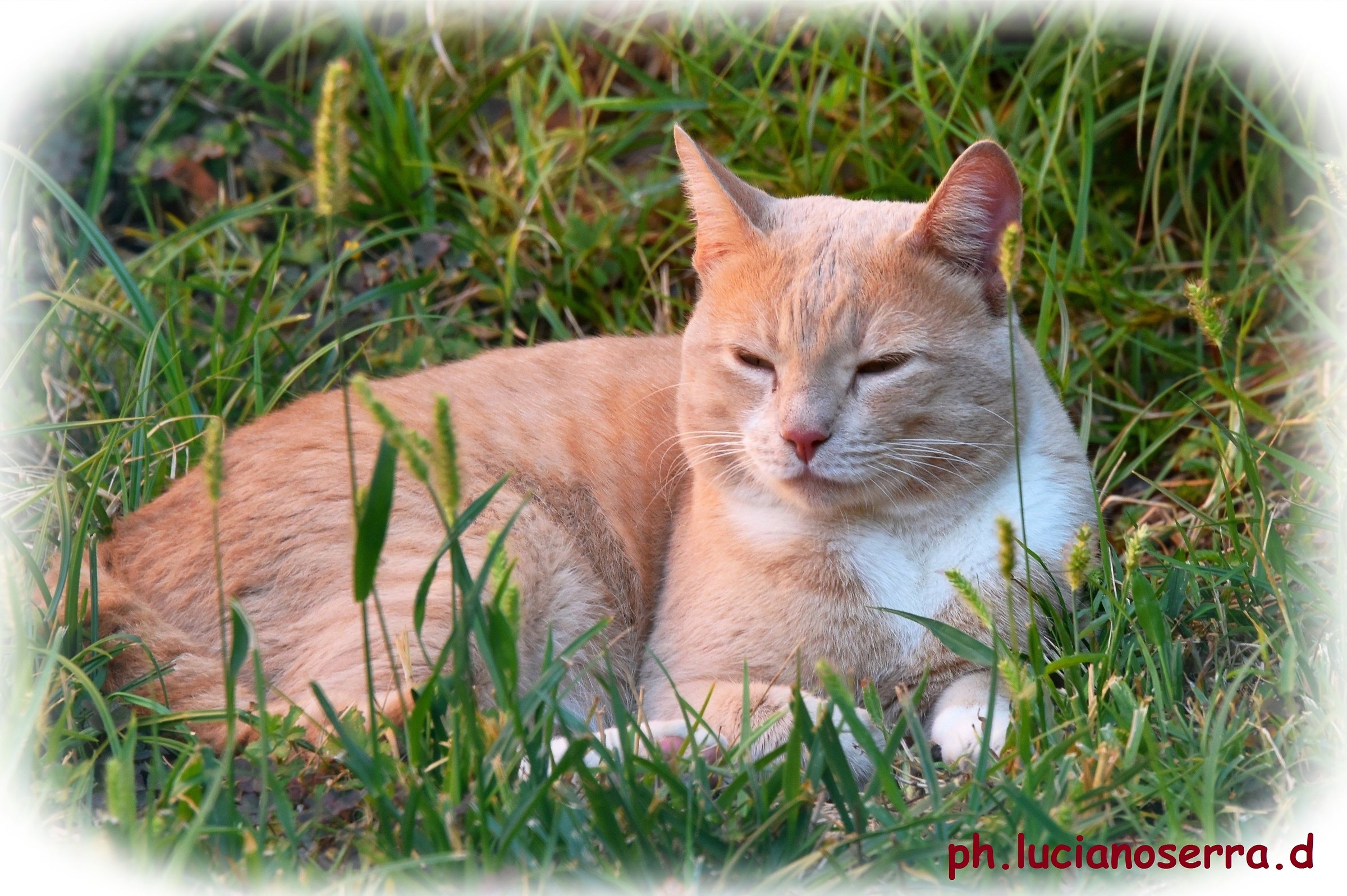 Adesso però... basta fotografie...