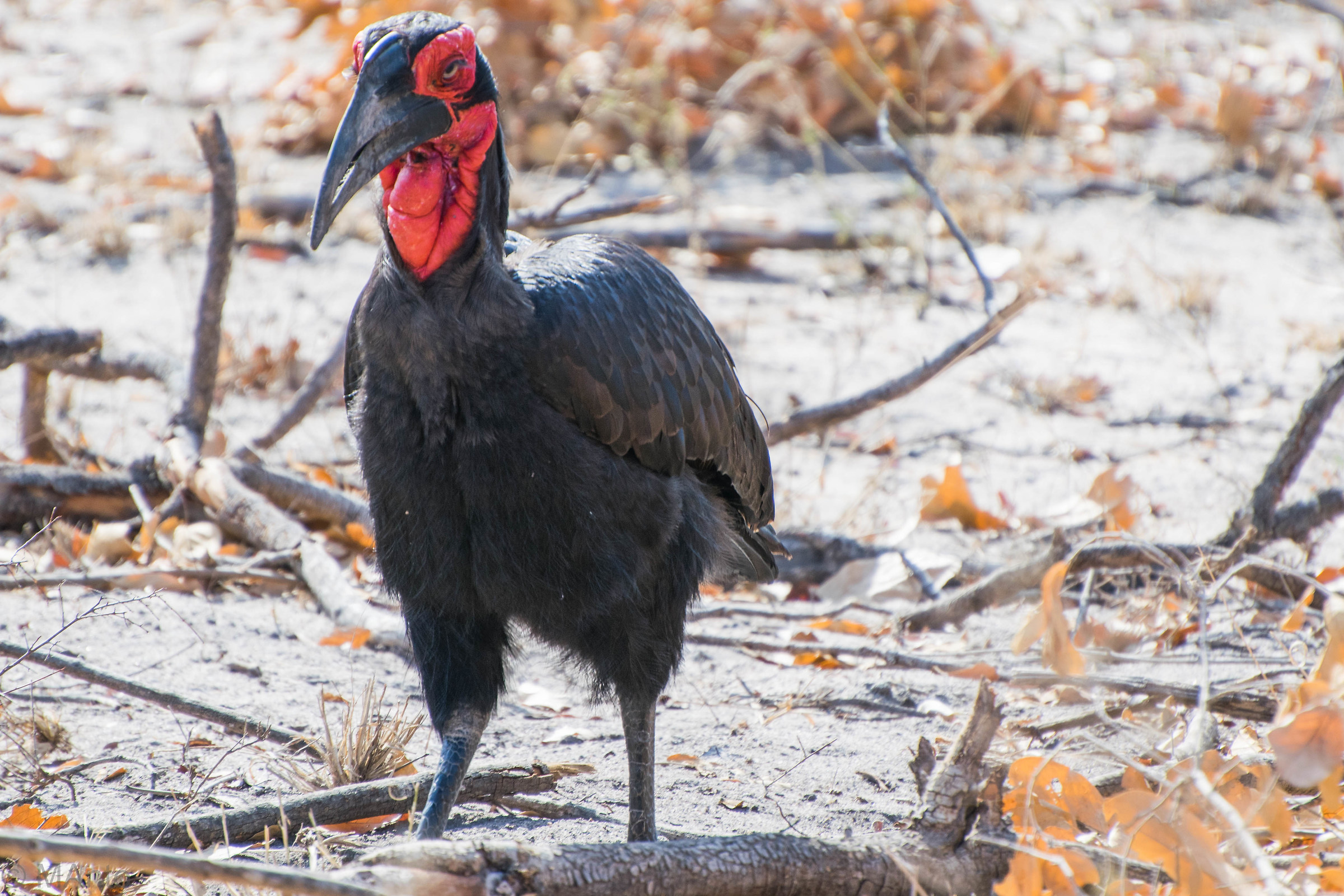 Terra meridionale-Bucero (Bucorvus leadbeateri)