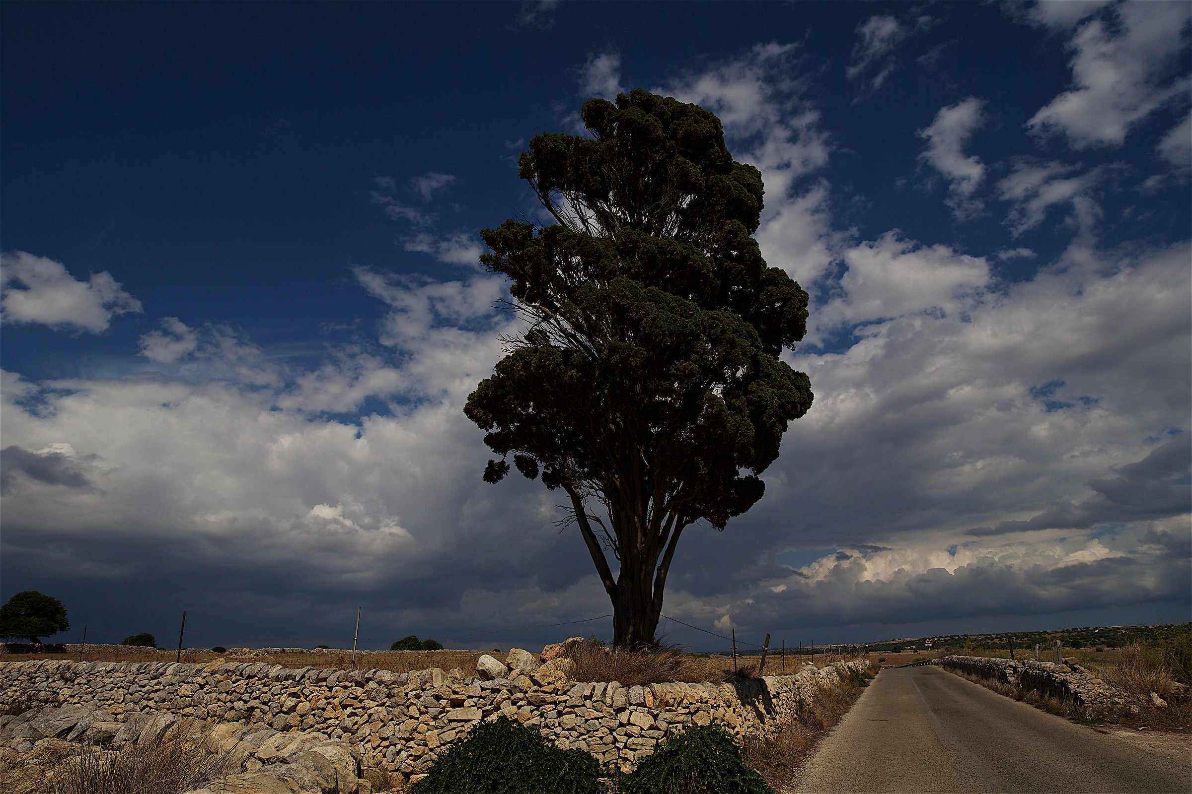 I am a Tree and defend the Earth