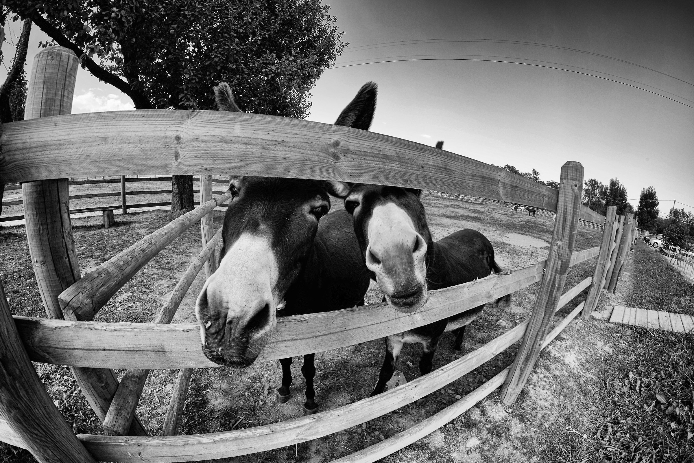 ci farebbe una foto?