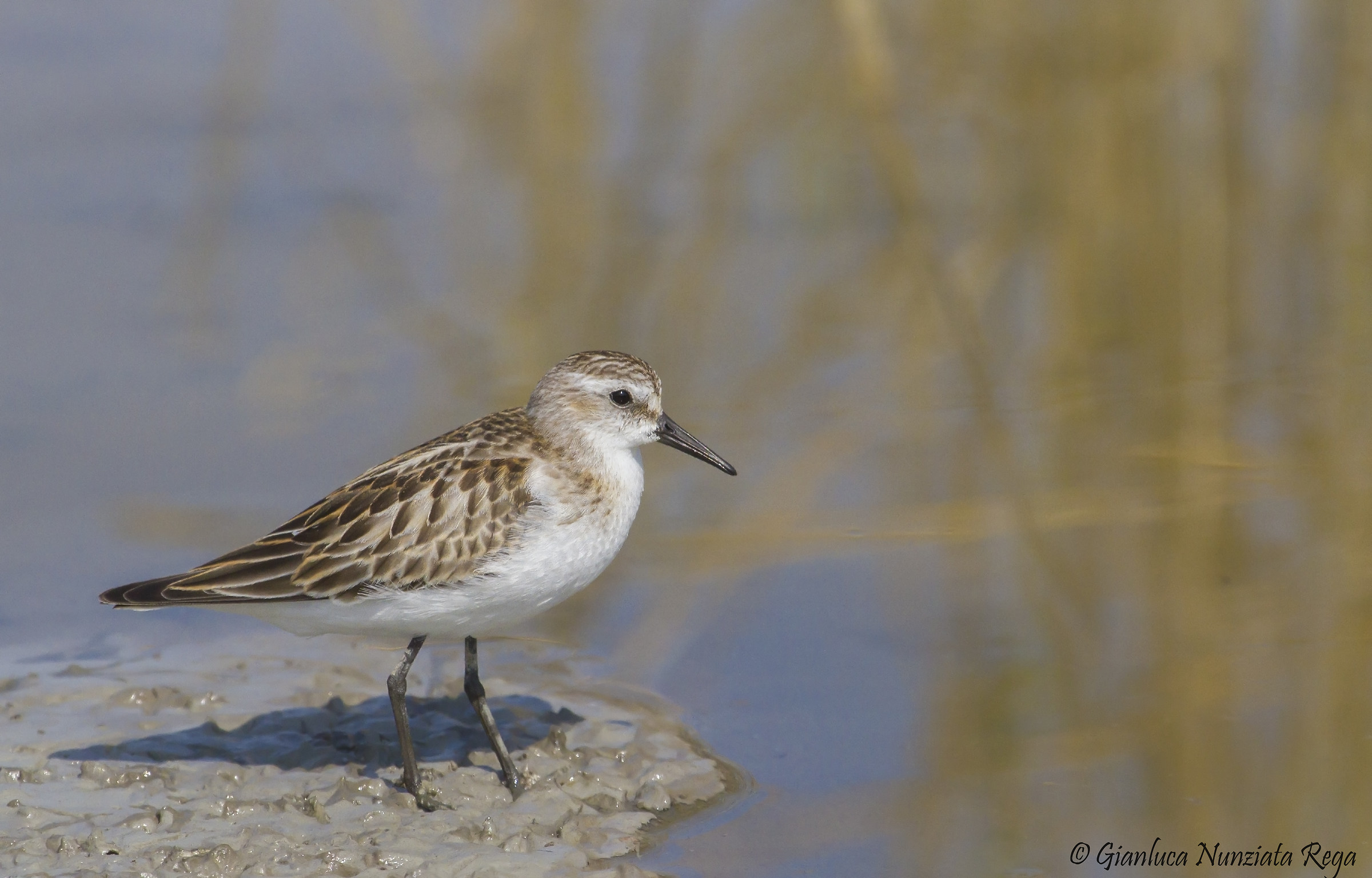 Portrait of common broad-billed