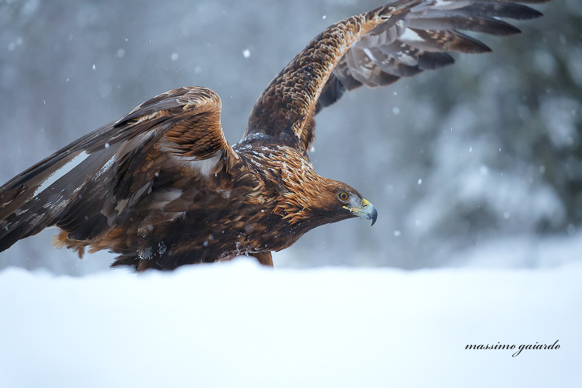 the king of the heavens golden eagle ...: =)