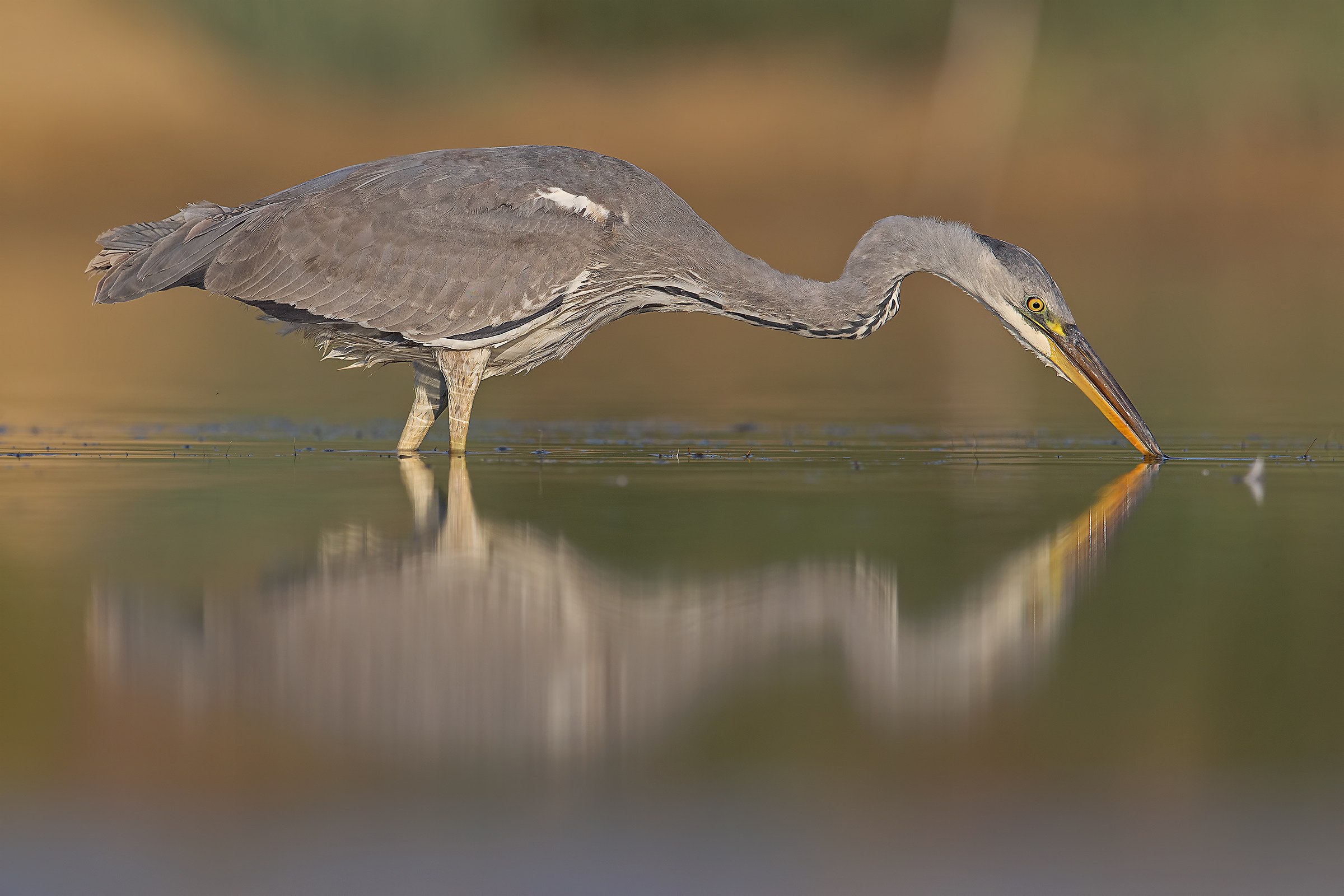 Grey Heron