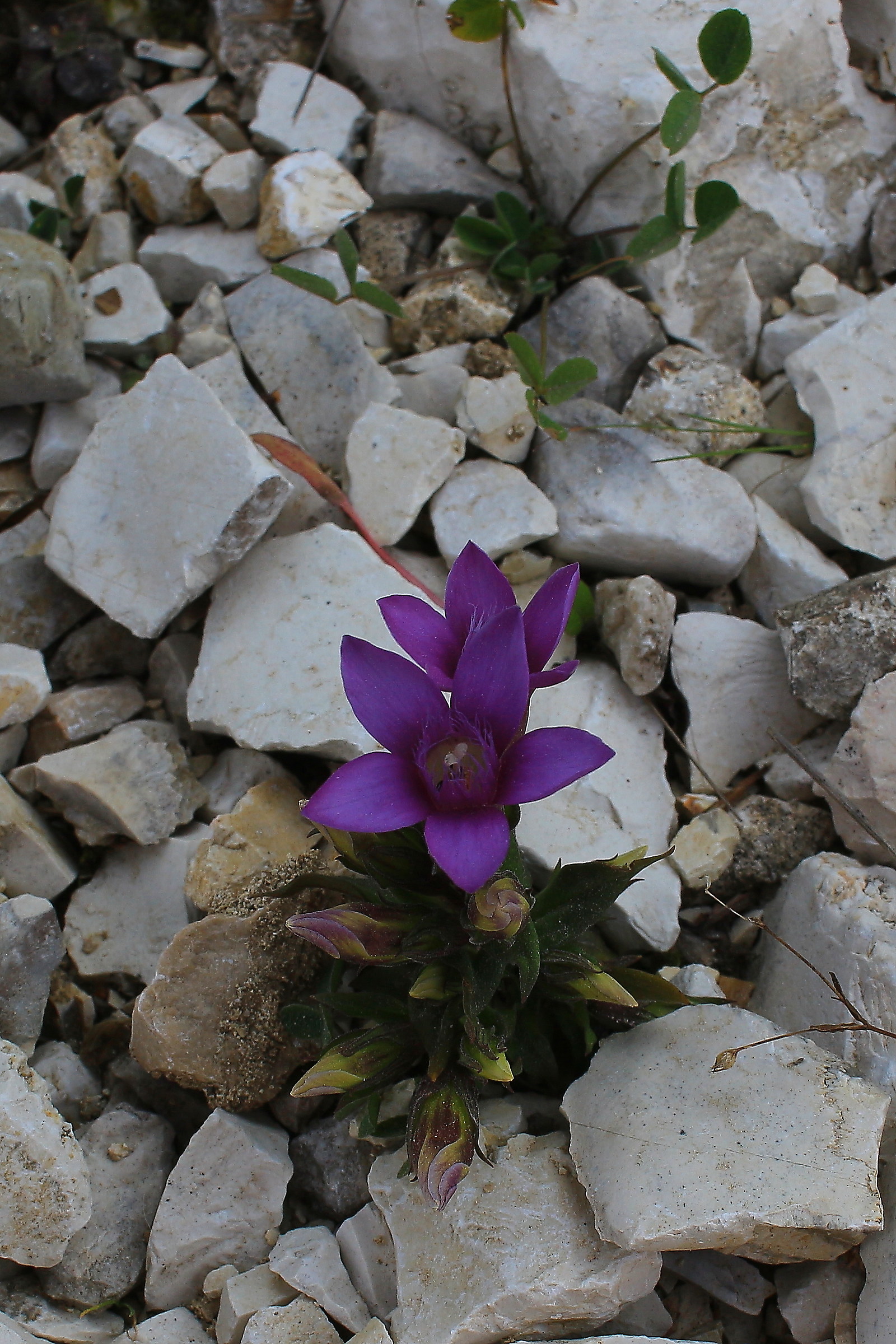 Valpiana Mariech path