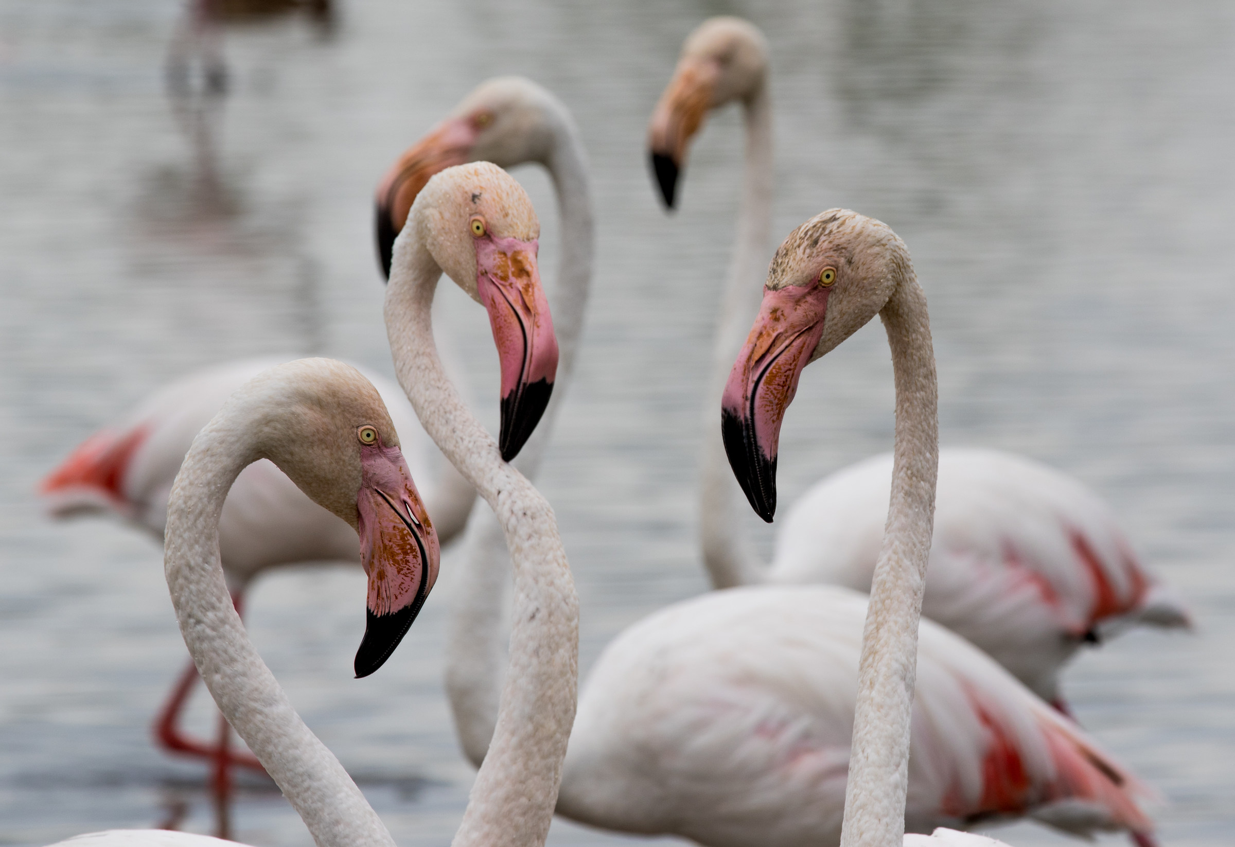 Ornithological Parc de Pont-de-Gau