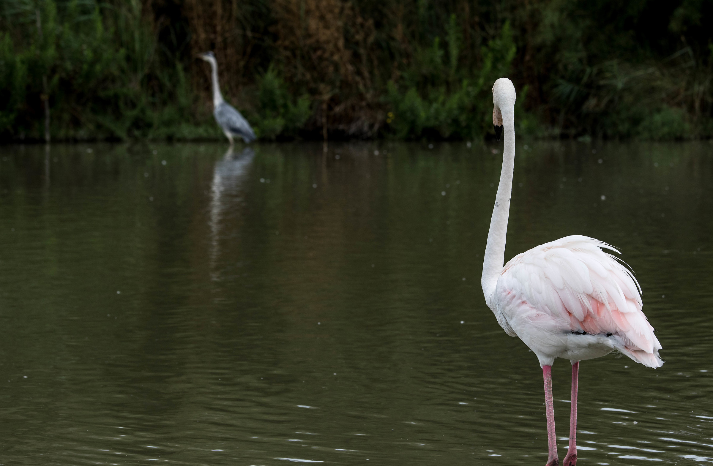 Ornithological Parc de Pont-de-Gau