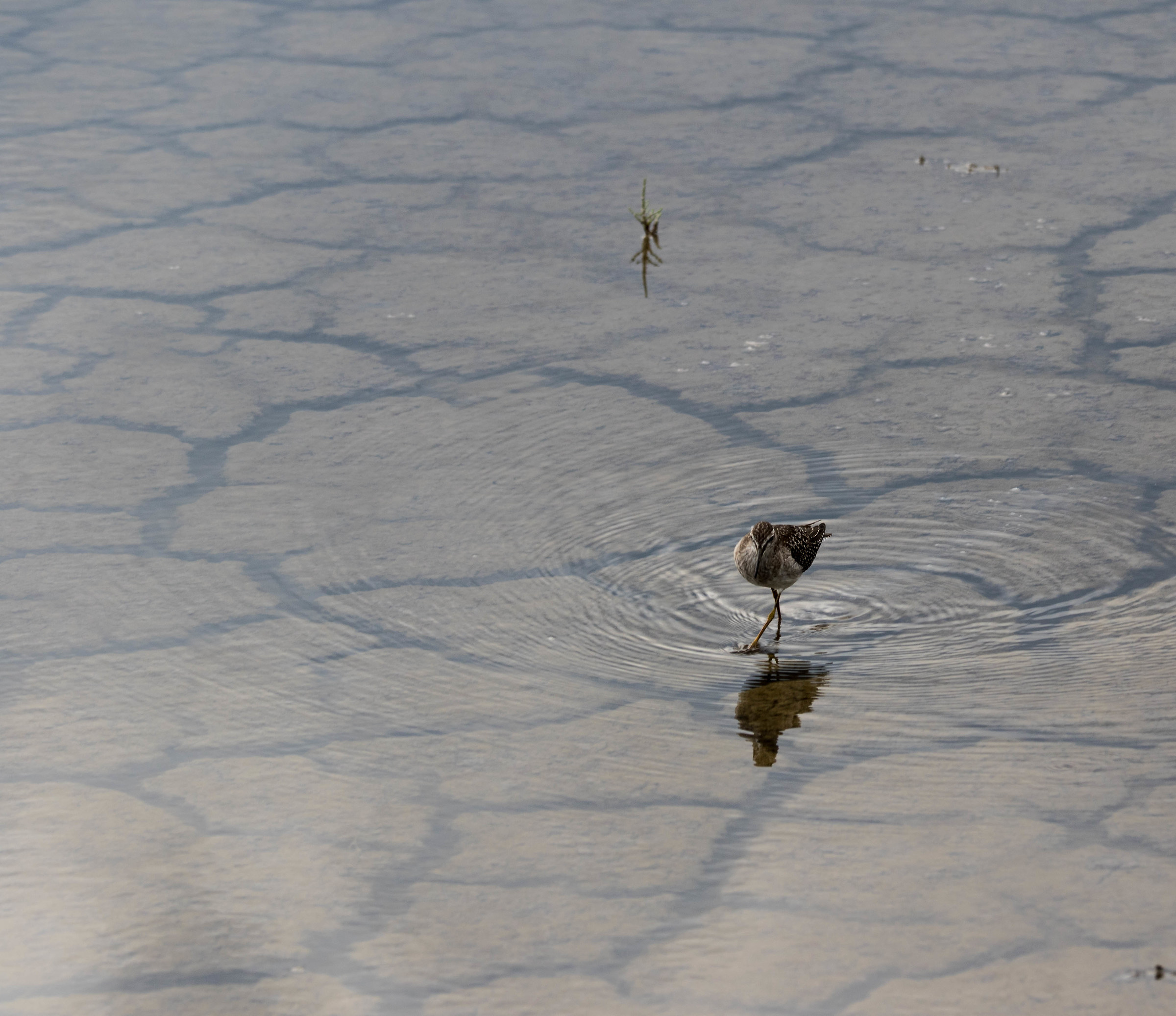 Ornithological Parc de Pont-de-Gau