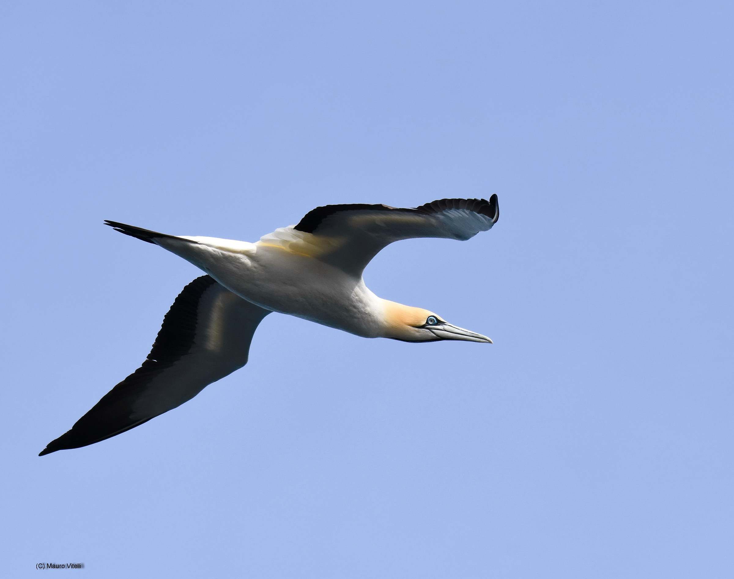 Cape Gannet (Morus capensis)