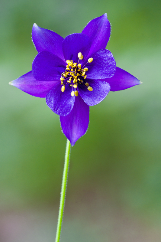 Aquilegia einseliana ...